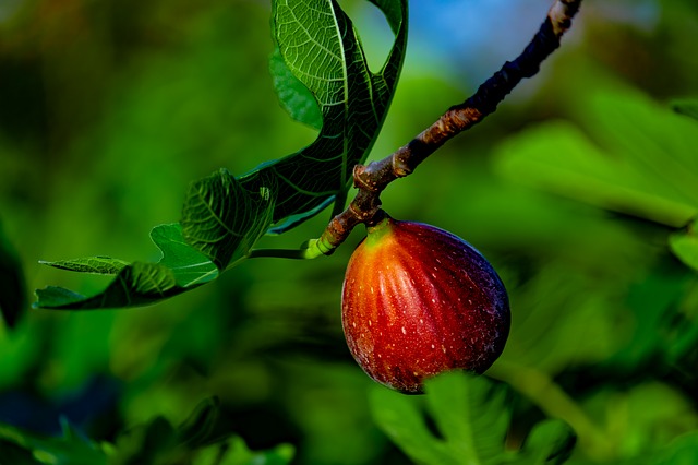 plod fíkovníku